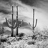 17GlowingSaguaro